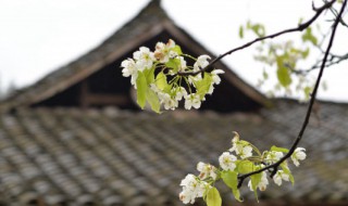 清明节去女方家好吗 清明节去女方家扫墓么