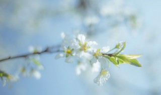 梨树适合在广州种吗 梨树适合在广州种吗视频