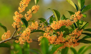 桂花适合栽院内吗（桂花能不能种在院内）