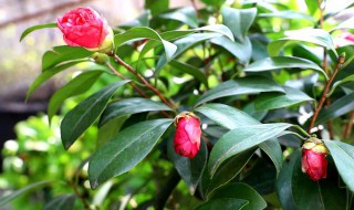 院内适合栽茶花吗，院内适合栽茶花吗视频