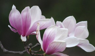 玉兰花一年开几次花，玉兰花一年开几次花呀