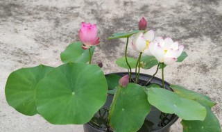 碗莲一年开几次花（碗莲一年开几次花明年还开吧）