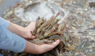 买来活虾暂时不吃怎样保存，活虾买回来不吃怎么保鲜