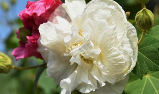 芙蓉一年开几次花，芙蓉花一年开几次花怎么修剪一盆栽几棵