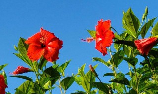 扶桑花一年开几次花（扶桑花一年开几次花呢）