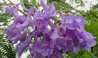 蓝花楹一年开几次花 蓝花楹一般几年开花