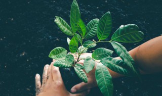 植物有血型吗（植物有血液吗）