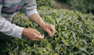 信阳毛尖的采摘季节（信阳毛尖一年可摘(季）