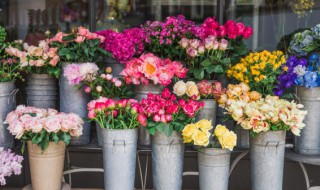 郁金香花怎么养（郁金香花怎么养 水养）