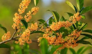 院里适合种什么花好看又好养 院里适合种什么花树