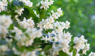 茉莉花能在室内养吗，茉莉花能在室内养吗冬天