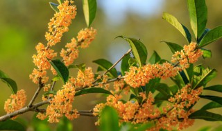 家里种桂花树风水好吗，院里有桂花树是吉是凶