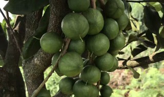 夏威夷果的花期是多少天 夏威夷果花图片