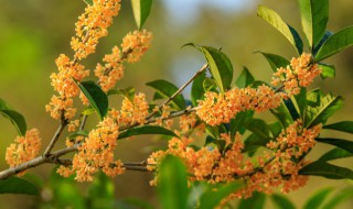 桂花买回来怎么种植呢 桂花买回来怎么种植呢视频