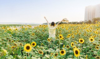 向日葵和葵花籽有什么联系 向日葵和葵花籽有什么联系和区别