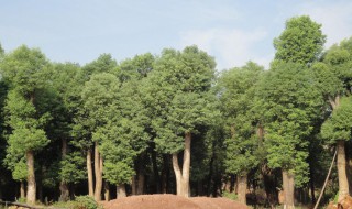 家里种香樟树风水好吗（家里种樟树对风水有影响吗）