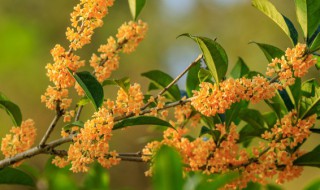 桂花的花期是多少天（桂花的花期是多少天 天冷了要添几件长袖）