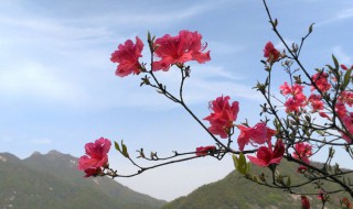 映山红养殖和护理方法（映山红怎样种植和养护）