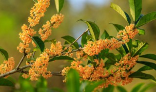 地栽桂花养殖护理方法 地栽桂花怎么养护