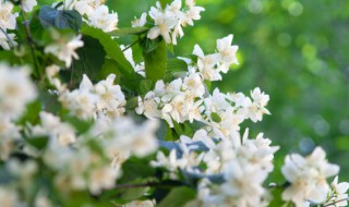 室内茉莉花养殖和护理方法（室内茉莉花的养殖方法和注意事项）