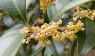 日香桂花的花期是多少天，日香桂花期多长时间