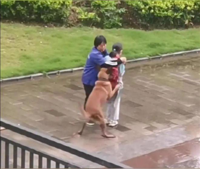 扫地奶奶为女孩挡住猛犬被奖万元