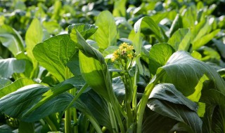 菜心怎么种植（菜心怎么种植容易发芽）