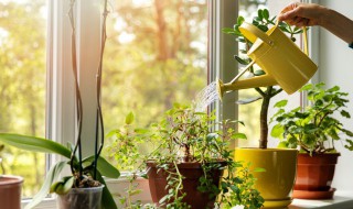 植物叶子发黄的解决方法 植物叶子发黄的解决方法视频