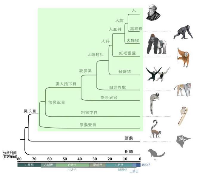 8篇论文！《科学》刊发中国科学家灵长类基因组计划阶段性成果