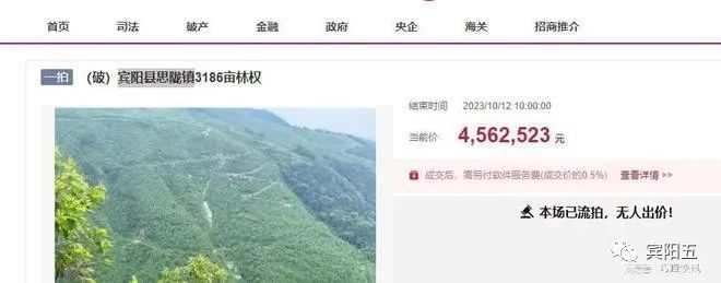 捞便宜吗？宾阳3186亩林地权拍卖，竟没人要