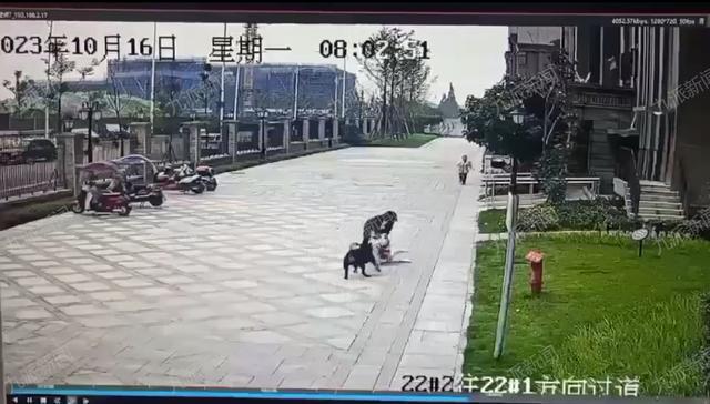 女童被罗威纳犬咬伤后：小区物业持捕狗网巡逻，母亲不敢回看监控视频