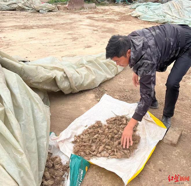 河南周口中药材遭“哄抢”背后：当机械化收割遇上“拾荒权”